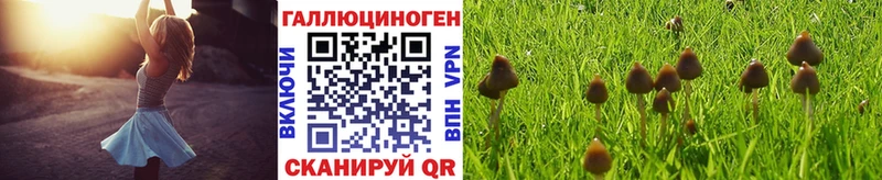 Псилоцибиновые грибы Cubensis  Воркута 